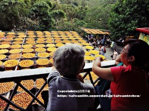 台湾柿のふるさと　新竹新埔鎮5