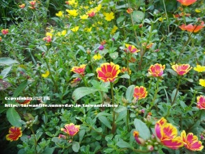 台湾柿のふるさと　新竹新埔鎮７