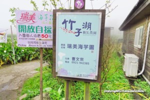 2019竹子湖カラーフェスティバル