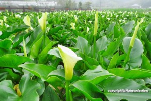 2019竹子湖カラーフェスティバル