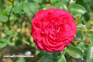 寿山情人観景台 高雄の絶景ポイント！